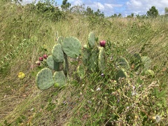 Opuntia tunoidea