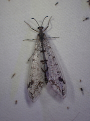 Dendroleon speciosus