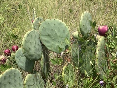 Opuntia tunoidea