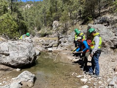 Lithobates chiricahuensis