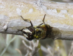 Copestylum marginatum