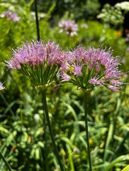 Allium validum