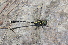 Hemigomphus heteroclytus