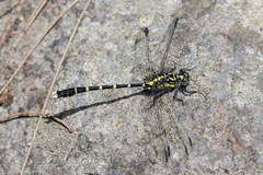 Hemigomphus heteroclytus