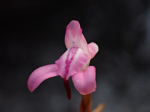 Image of Disa inflexa by (c) Ren Hoekstra, some rights reserved (CC BY)