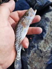 Cynoscion nebulosus