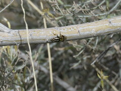 Copestylum marginatum