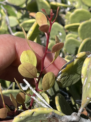 Maytenus phyllanthoides