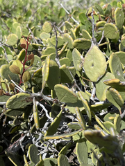 Maytenus phyllanthoides