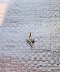 Callopistromyia strigula