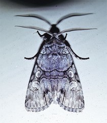 Sympistis chionanthi