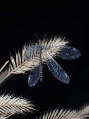 Dendroleon speciosus