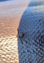 Callopistromyia strigula