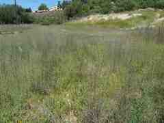 Centromadia parryi australis