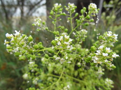 Ionopsidium glastifolium