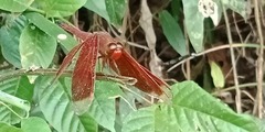 Neurothemis terminata