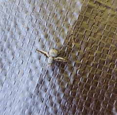 Callopistromyia strigula