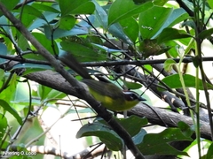 Basileuterus delattrii