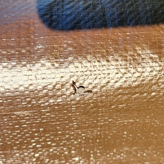 Callopistromyia strigula