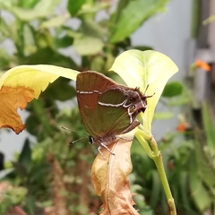 Callophrys xami