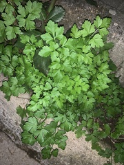 Petroselinum crispum