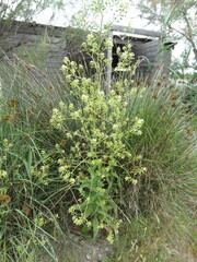 Ionopsidium glastifolium