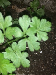 Petroselinum crispum