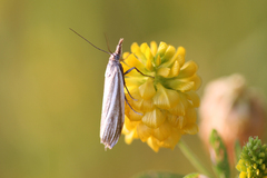 Crambus perlella