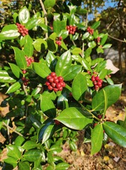 Ilex cornuta