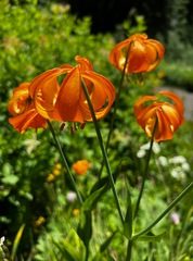 Lilium pardalinum shastense