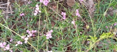 Indigofera angustifolia