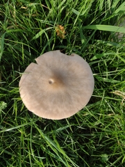 Volvopluteus gloiocephalus