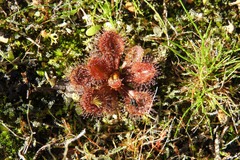 Drosera schmutzii
