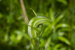 Pterostylis