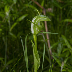 Pterostylis