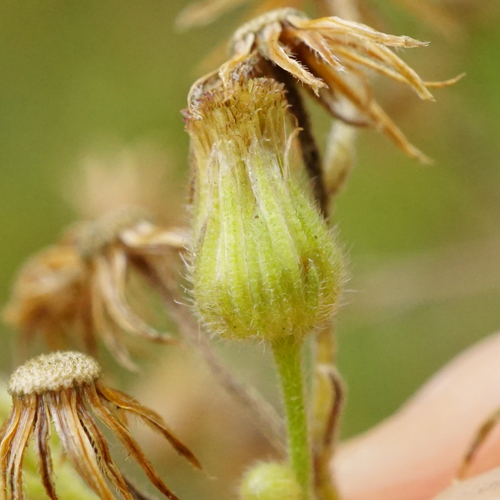 Erigeron sumatrensis