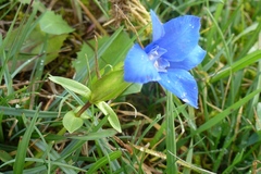 Gentiana verna