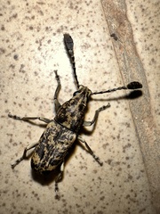 Gynandrocerus
