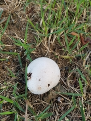 Calvatia fragilis