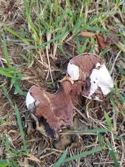 Calvatia fragilis