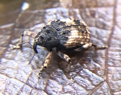 Cryptorhynchus fuscatus