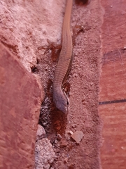 Cercosaura argulus