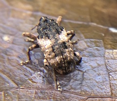 Cryptorhynchus fuscatus