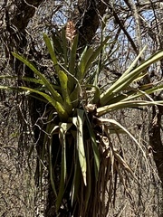 Aechmea distichantha