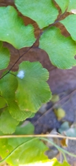 Adiantum chilense