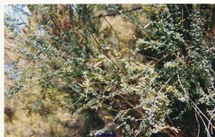 Adenocarpus telonensis