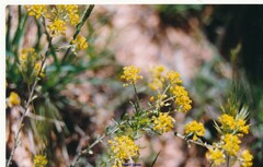 Alyssum serpyllifolium