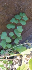 Adiantum chilense