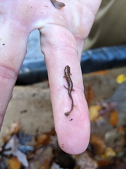 Plethodontidae