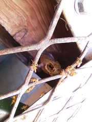 Tetragonisca angustula